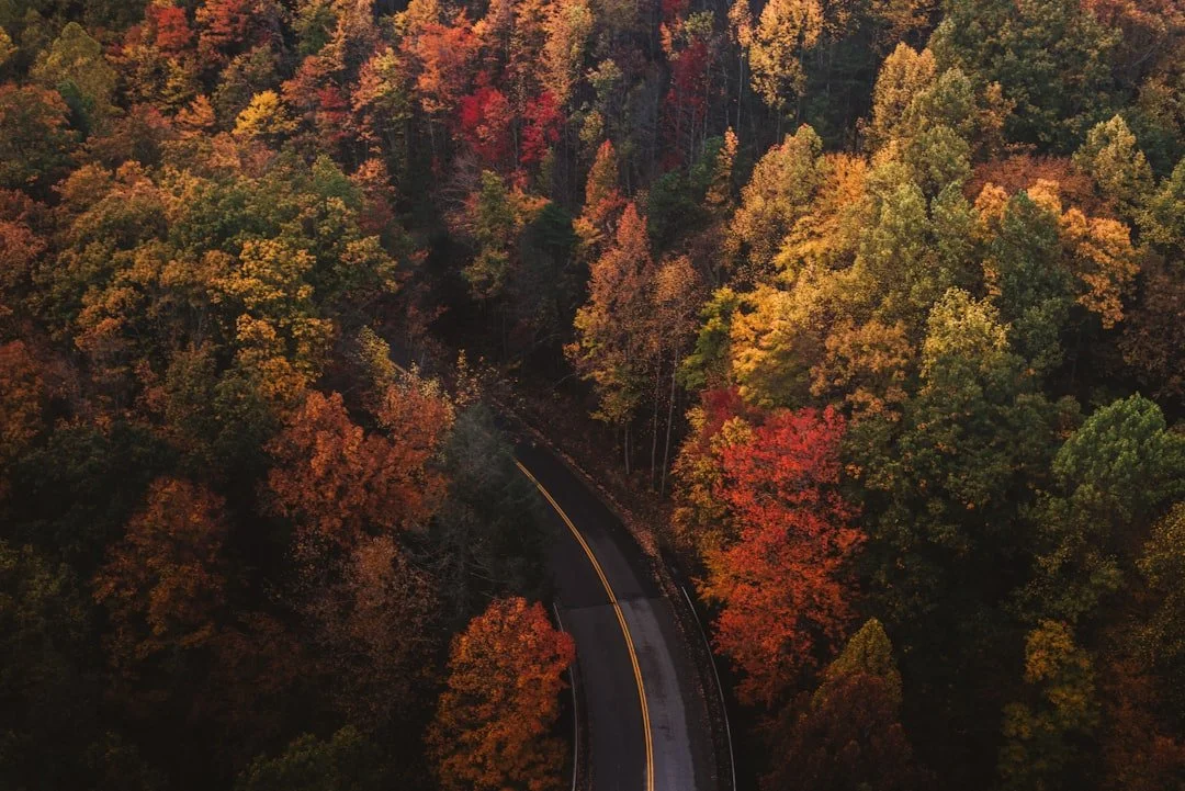 A quiet tree-lined country road in soft light