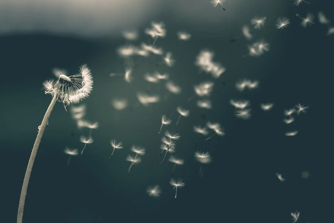 A dandelion clock with seeds drifting away on the breeze against a soft dark background