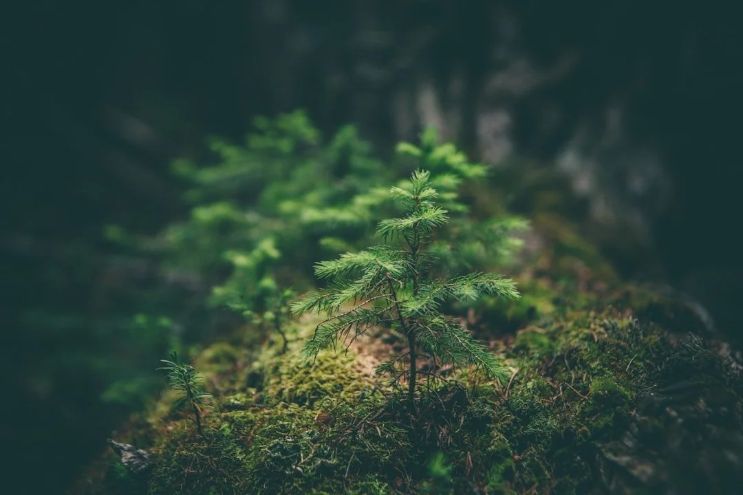 A small green sapling growing on a mossy forest floor, lit by soft light