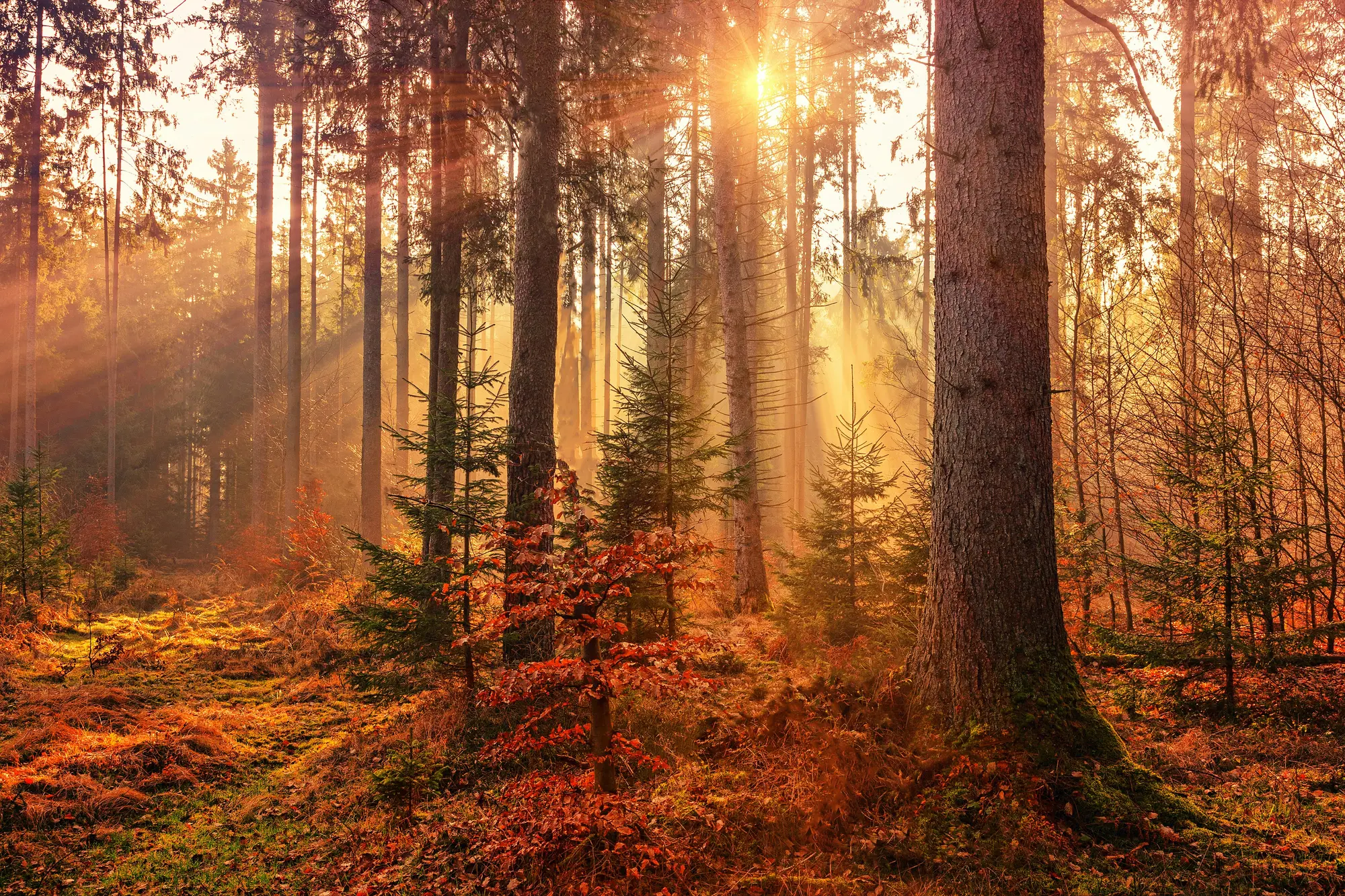 Warm sunlight breaking through the trees of an autumn forest in soft golden rays