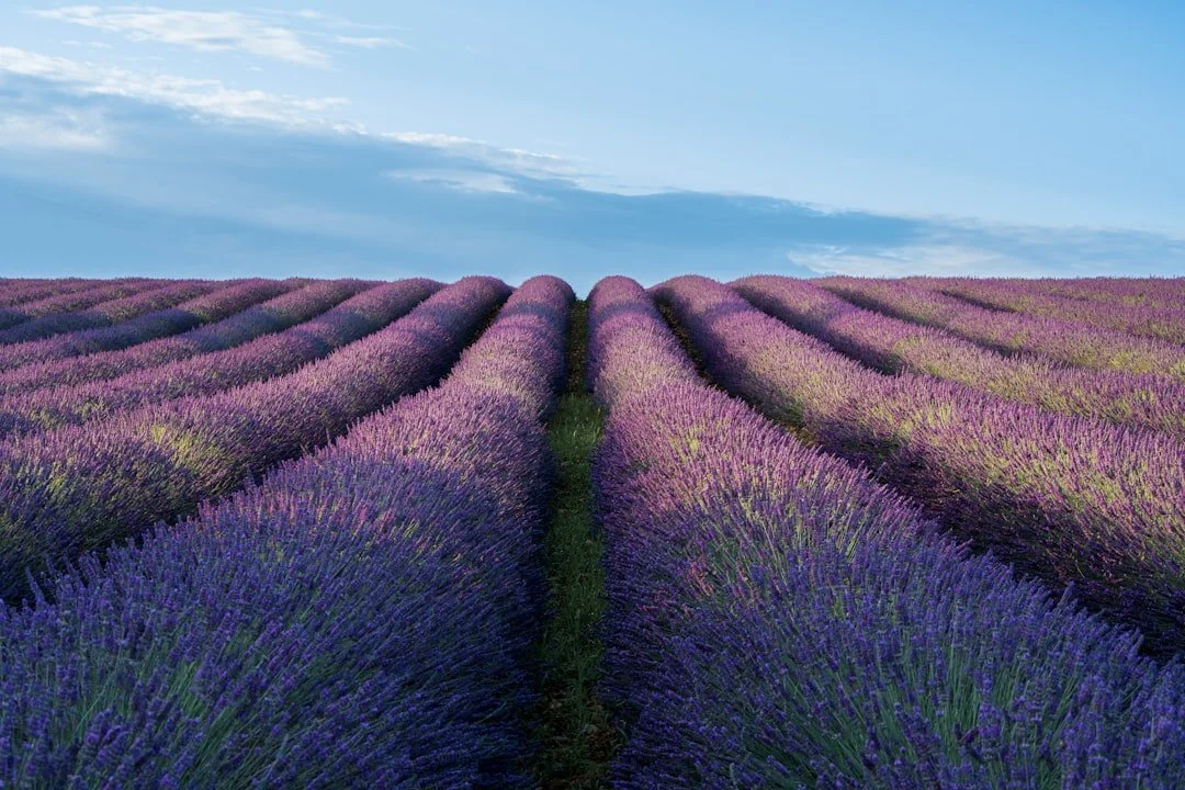 Neat rows of lavender stretching towards the horizon under a calm sky
