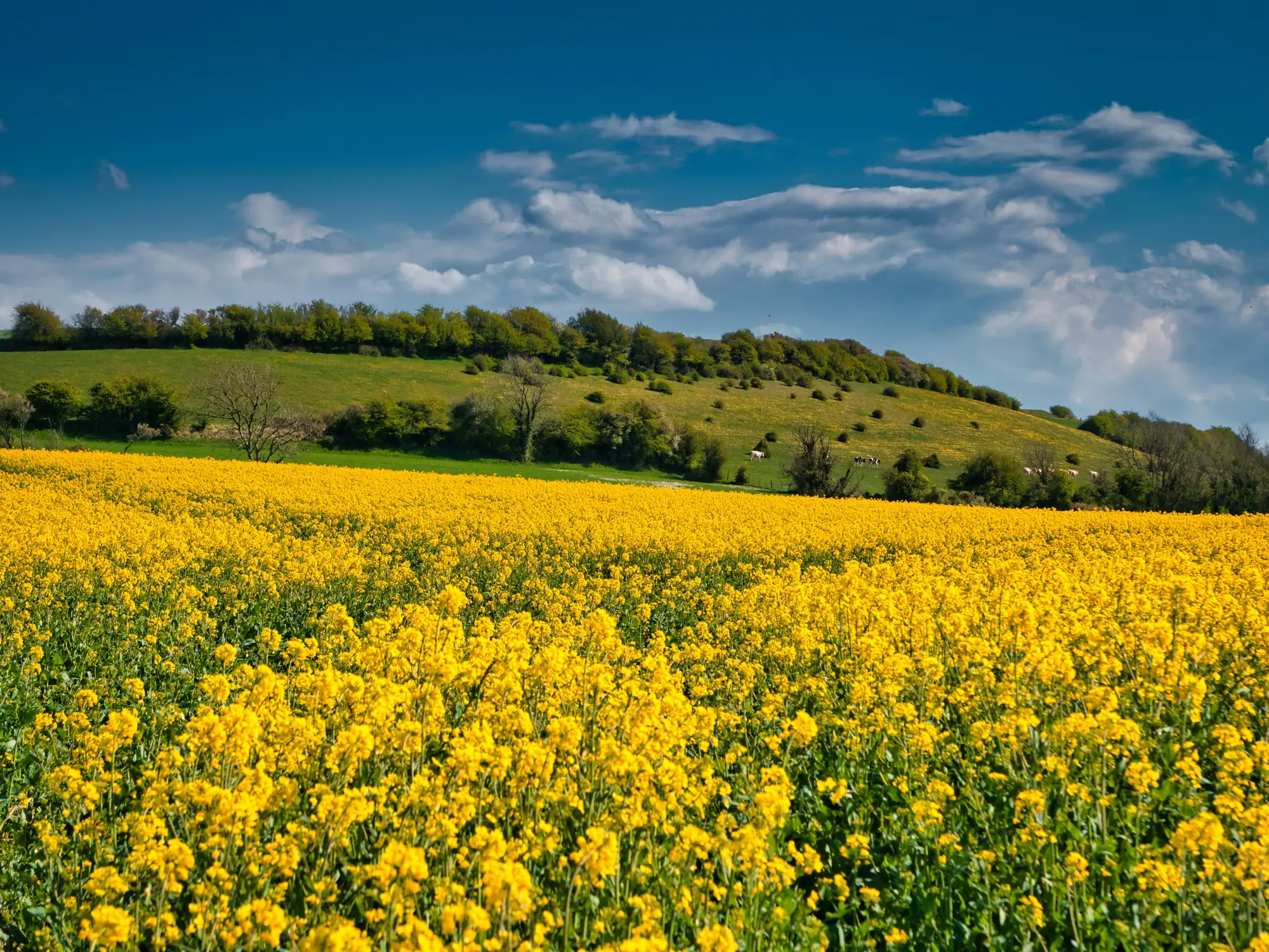 A bright field of yellow flowers below a green hill and blue summer sky in the English countryside